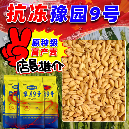 五系杂交小麦新种子豫园9号