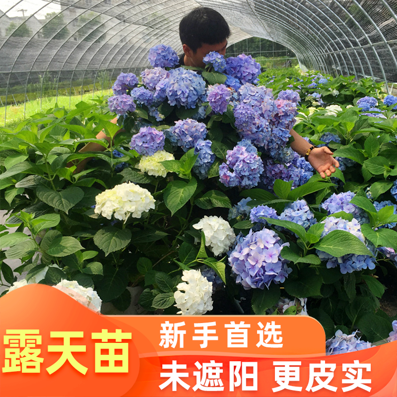 耐寒草莓田石灰灯欧木无尽夏绣球