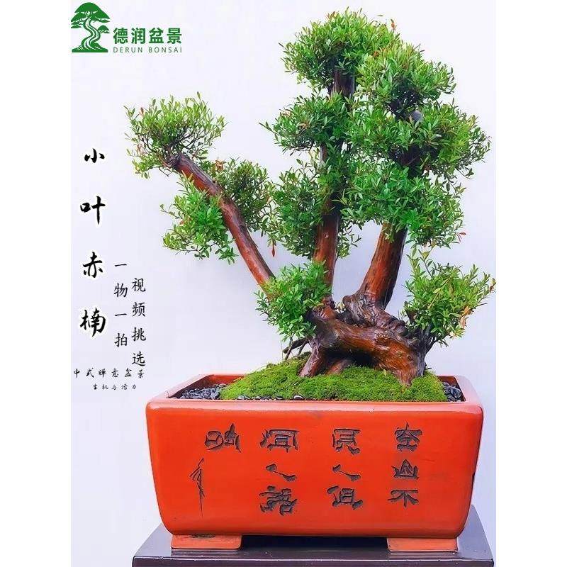 小叶赤楠盆景红杨木老桩盆栽室内客厅庭院摆放造景绿植物四季常青