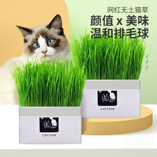 猫草猫薄荷盆栽水培化毛球草种子粒非已种好懒人幼猫零食猫咪用品