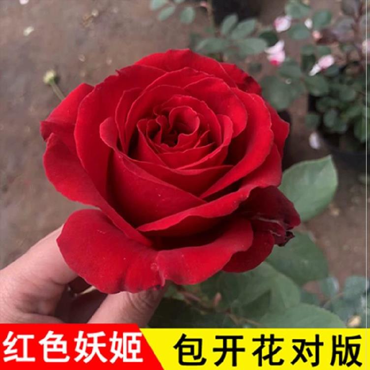 春天阳台花苗大小花苗开花露台观花家养好看玫瑰苗的