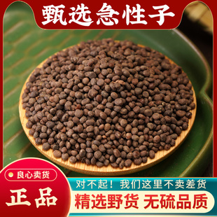 急性子中药材500g野生新凤仙花子指甲花籽正品新货精选急性籽药材