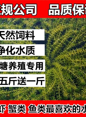 鱼塘水草种子孑籽苦草伊乐藻轮叶黑藻依专真养殖草鱼虾蟹净化植物