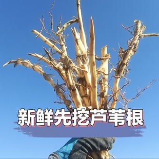 野生新鲜芦根芦茅根苇根芦头芦柴根苇子根芦芽根甜梗子干品芦苇根