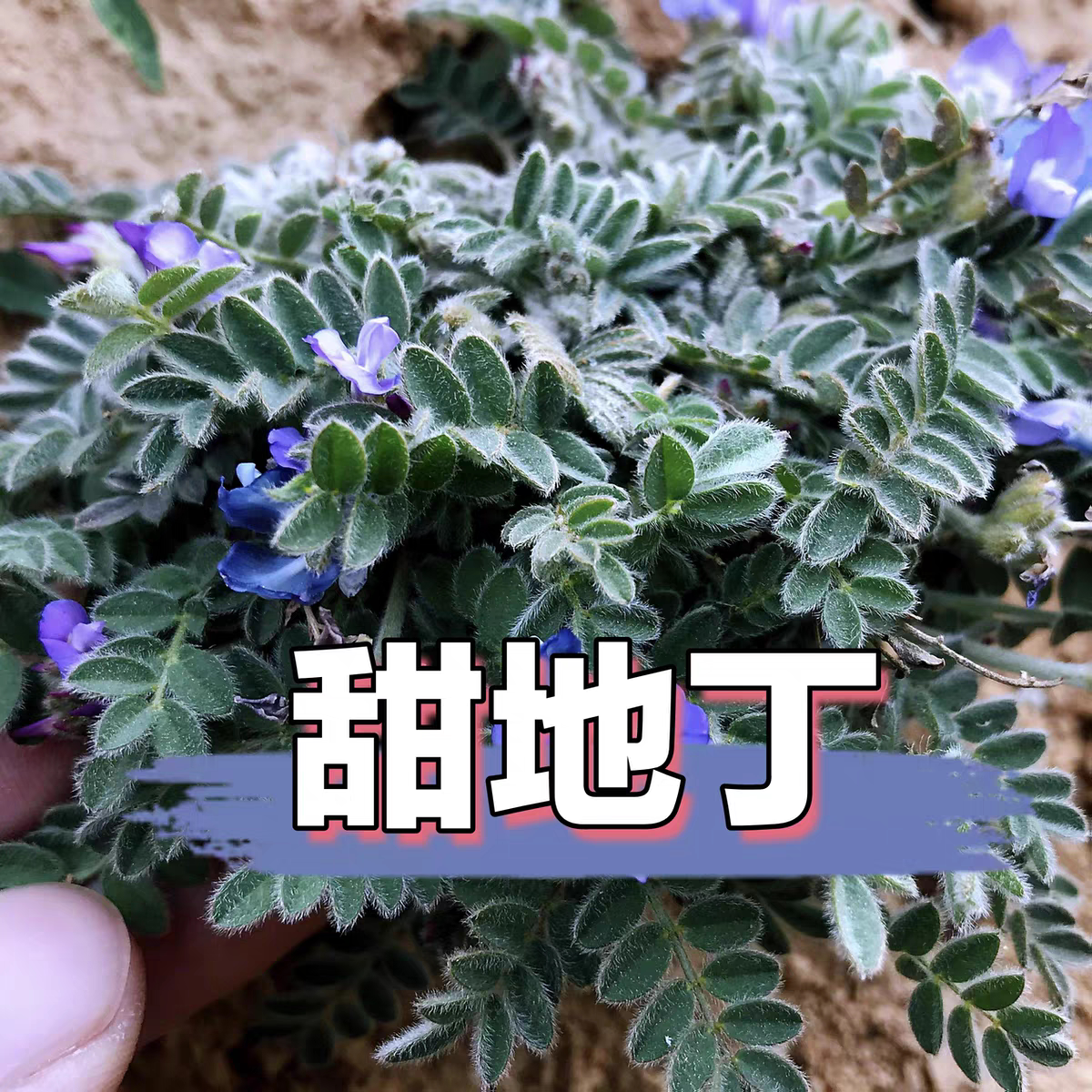 新鲜紫花地丁苗现挖包邮农家现种整棵现发甜地丁苗小米口袋罗卜图片
