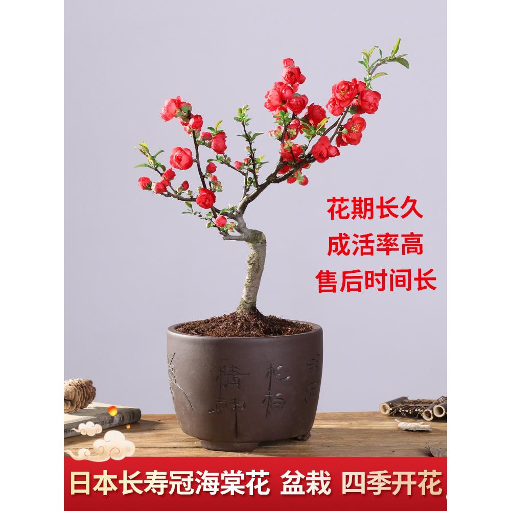 海棠花盆栽四季开花原生长寿冠树苗花卉植物室内盆景耐寒好养老桩