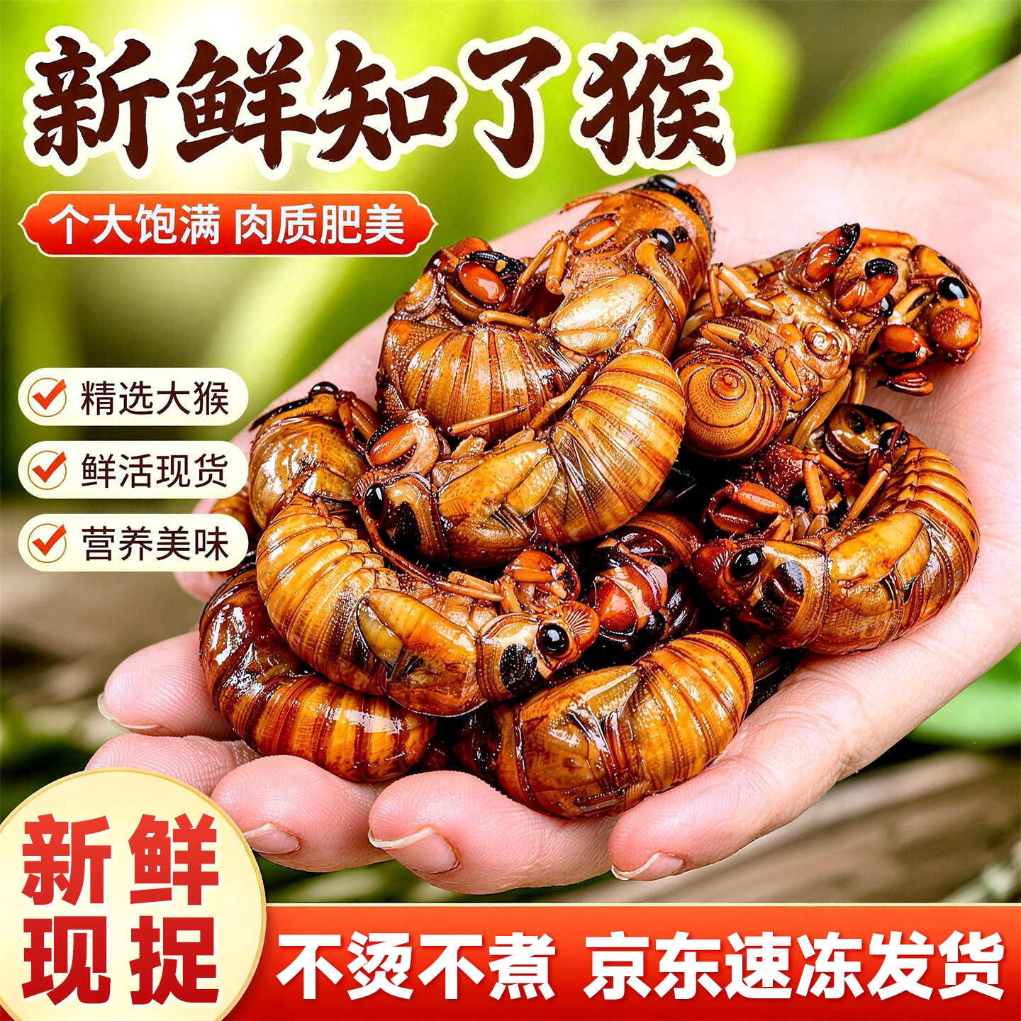 金蝉知了猴鲜活冷冻山东特产大爬叉猴结了龟虫子美食高蛋白下酒菜