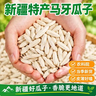 新疆马牙瓜子皮薄易磕不上火