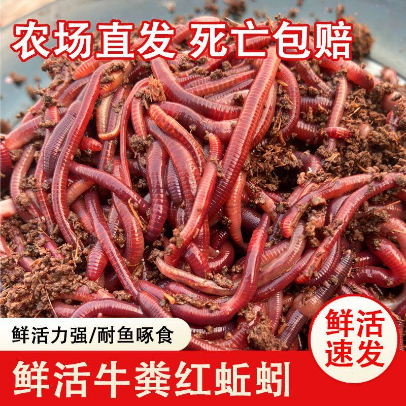 蚯蚓活饵牛粪鱼饵鲜活批发钓鱼盒装饵料鲫鱼垂钓鲤鱼野钓黑坑红虫