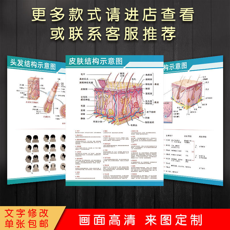 人体皮肤结构图解剖图彩图立体图中医院科室诊所彩色挂图墙壁挂画