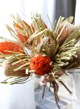 澳洲进口班克木干花高端轻奢天然植物北欧风酒店民宿装饰banksia