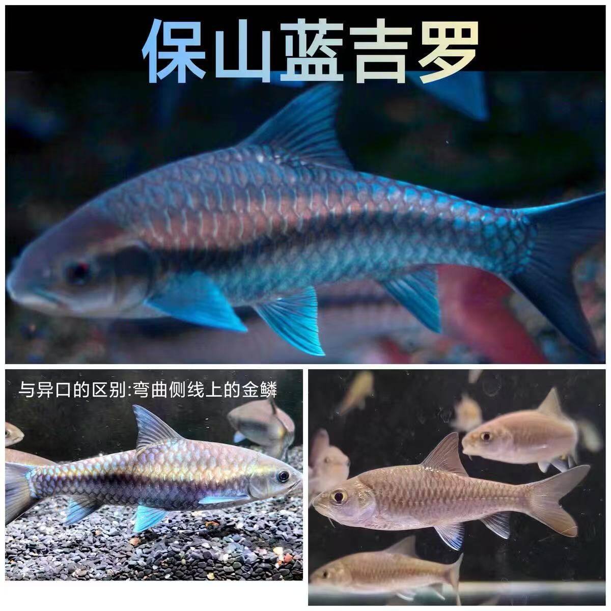 新光唇蓝吉罗鱼苗淡水鱼观赏鱼吉祥鱼异口原生罗鱼风水鱼群养活鱼图片