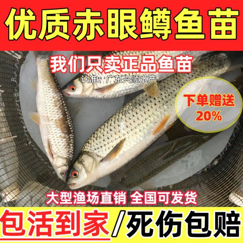 红眼赤眼鳟鱼苗眼睛鲮鱼草鱼饲料活体鱼淡水养殖小鱼苗赤眼鱼鲜活,畜牧/养殖物资,饲料添加剂,淘宝优惠券,粉丝福利购,淘宝优惠卷