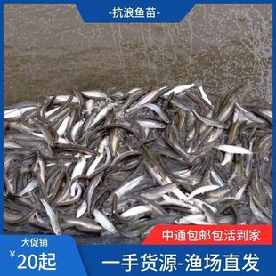 抗浪鱼抗浪鱼苗抚仙湖鸭嘴浪白鱼苗人工繁殖龙凤淡水培殖鱼包活