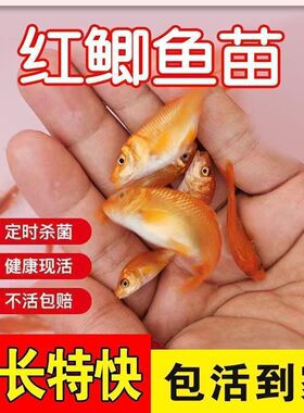 优质红鲫鱼苗可食用淡水观赏鱼苗放塘养殖红鲤鲫鱼苗改良品种包活
