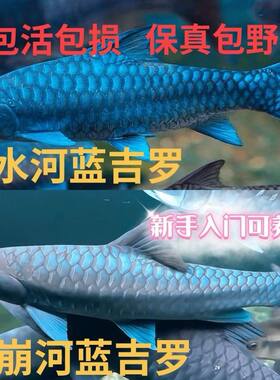 新店开业买3送1清水河保山洪崩河异口蓝吉罗入门新手可养冷水耐养
