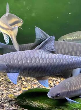 蓝吉罗异口新光唇保山蓝吉罗史氏原生大型冷水观赏稀有吉罗鱼异口