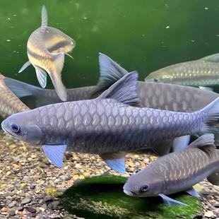 蓝吉罗异口新光唇保山蓝吉罗史氏原生大型冷水观赏稀有吉罗鱼异口