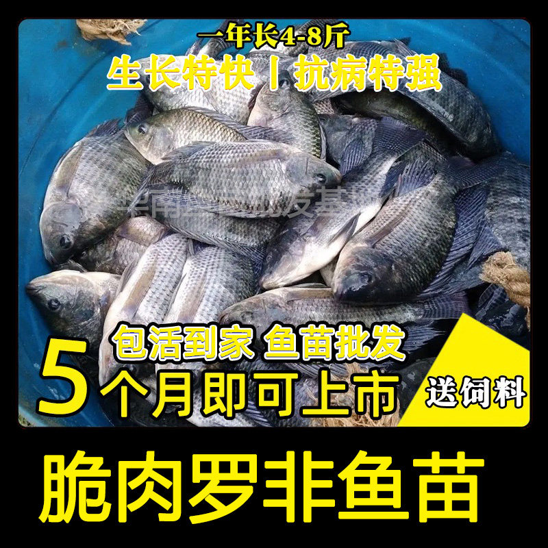 大品种脆肉罗非鱼苗单性特大种非洲鲫鱼福寿鱼淡水养殖草鱼包活