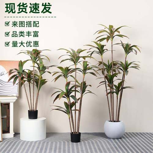 新款仿真绿植仿真红色巴西木巴西铁富贵叶仿真植物造景盆栽