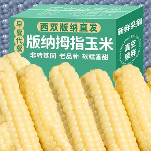 婴儿西双版纳拇指玉米香糯云南宝宝姆母指版纳糯手指小拇指小玉米