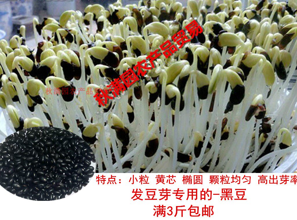 发豆芽生豆芽专用黑豆黄芯小黑豆种子1斤豆芽种子黄豆打豆浆包邮