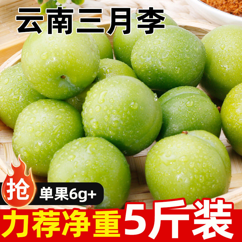 云南三月李酸李子原产地应当季多汁美味新鲜时令水果园地现摘整箱