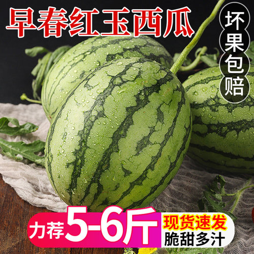 2k手撕西瓜早春红玉小西瓜当季