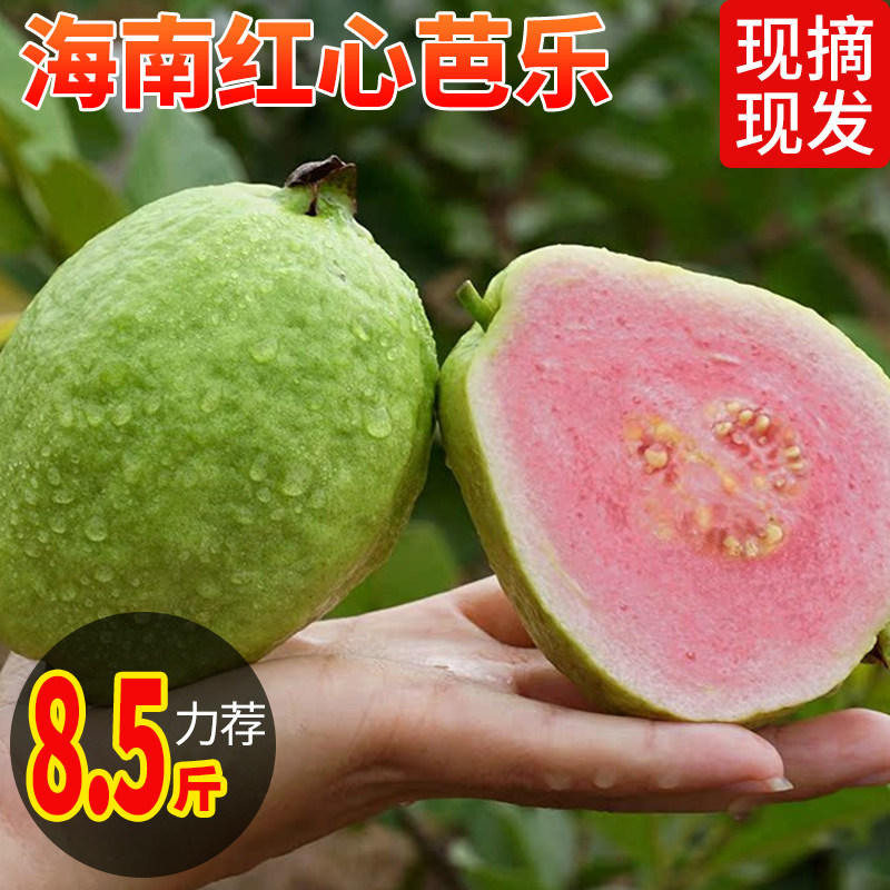 海南红心芭乐七里香潘石榴红芭乐