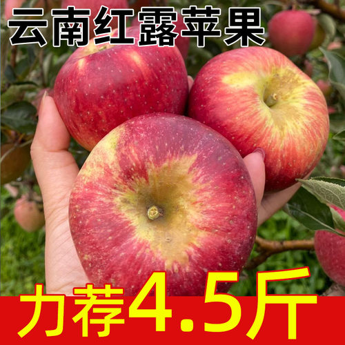 云南红露苹果脆甜细嫩多汁