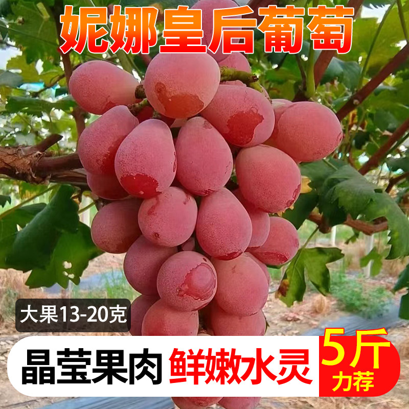 顺丰快递云南妮娜皇后葡萄