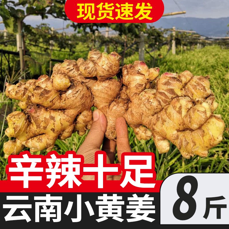 云南小黄姜新鲜生姜正宗农家