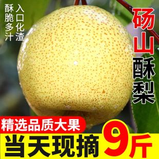 正宗砀山酥梨新鲜水果脆甜多汁美味农家原产地应当季现摘整箱速发