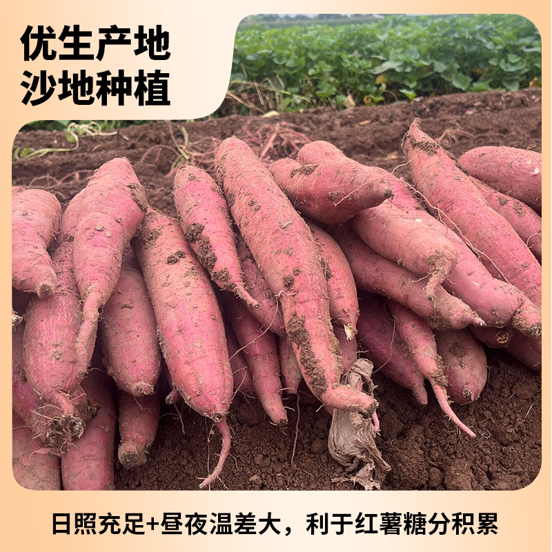 陕西板栗薯新鲜沙地红薯原产地