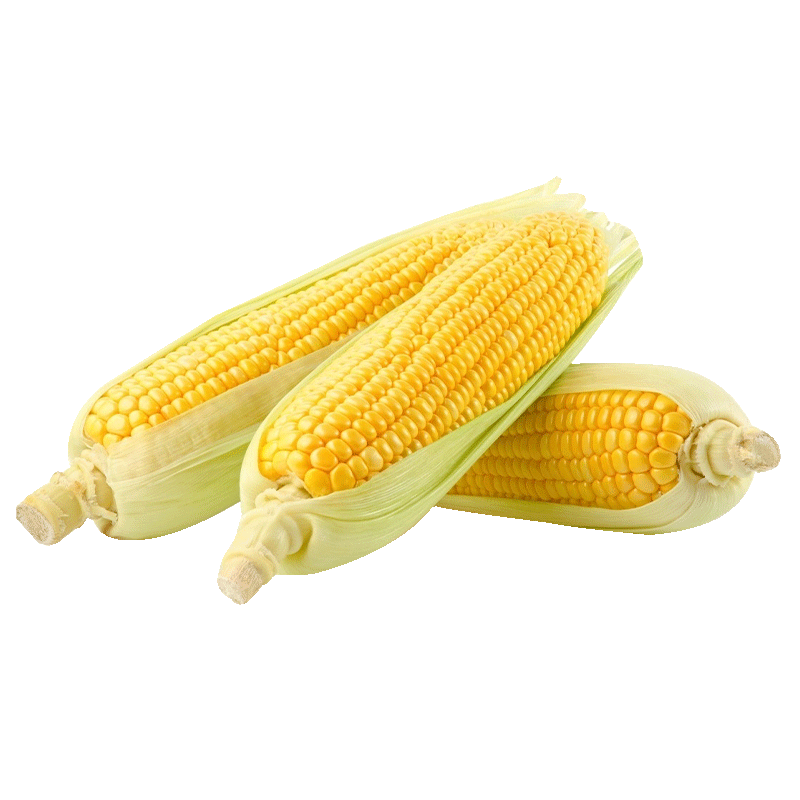 新鲜带壳水果甜玉米现摘速发