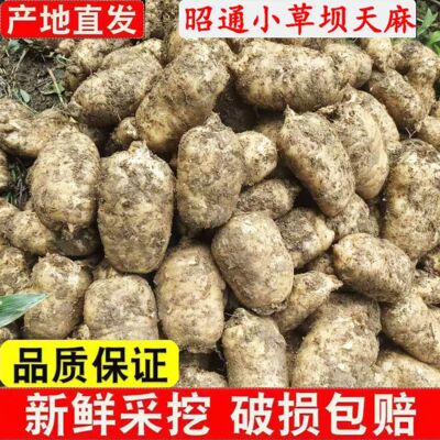 新鲜天麻正宗云南昭通小草坝天麻现挖现发仿野生种植滋补中药材