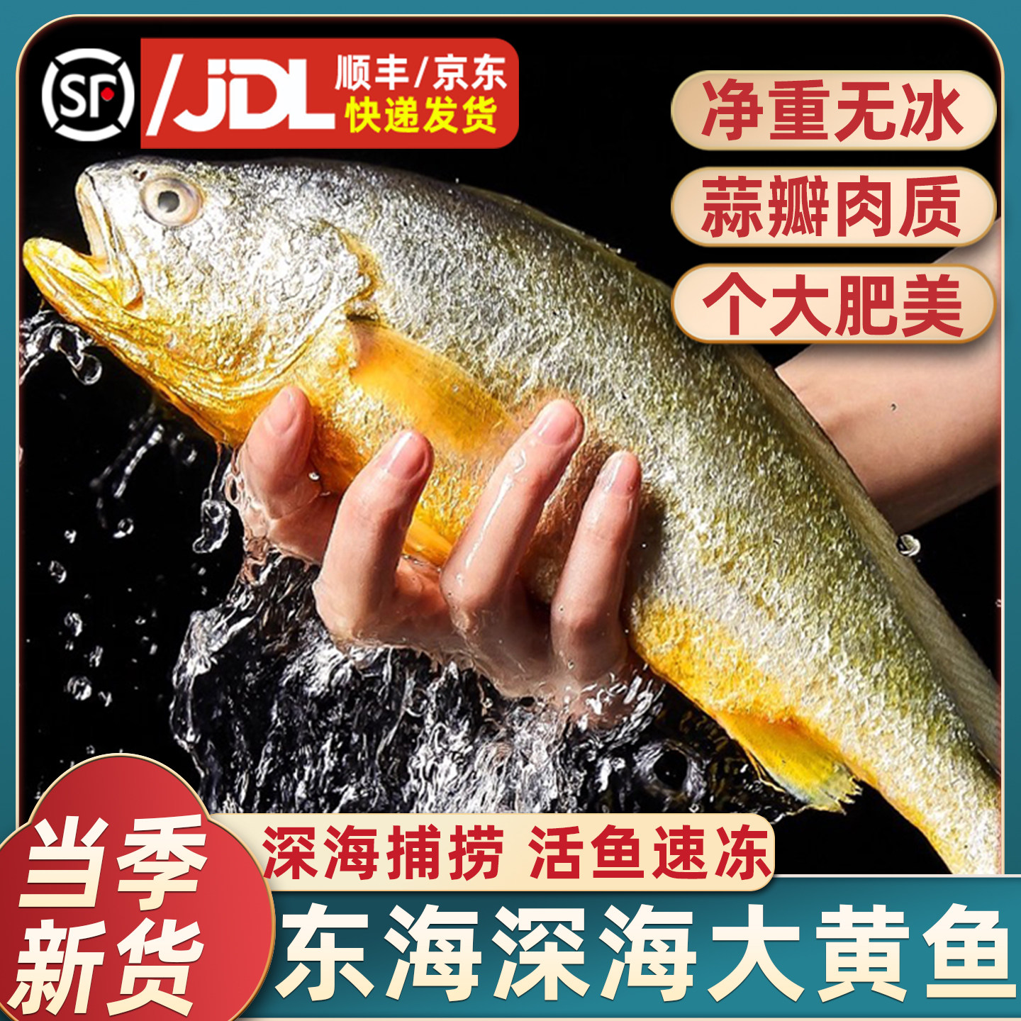 东海深海大黄鱼新鲜海捕黄花鱼鲜活冷冻生鲜海鲜海鱼新鲜水产商用