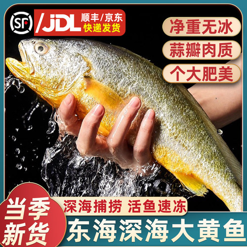 正宗深海大黄鱼新鲜船冻肉质紧实
