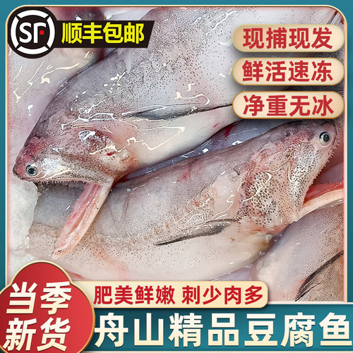 精品大号豆腐鱼净重无冰衣