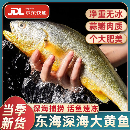 东海深海大黄鱼新鲜海捕黄花鱼鲜活冷冻生鲜海鲜海鱼新鲜水产商用