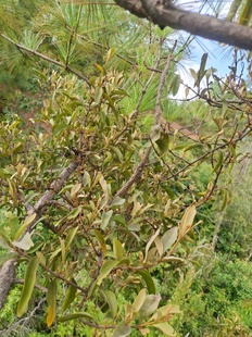 深山老松树寄生草.老树寄生茶.原生态中药材泡水煮汤新鲜现采