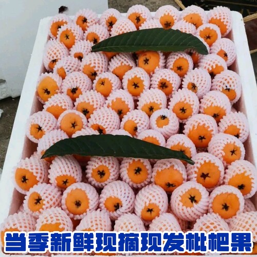 【高山老树枇杷】新鲜现摘云南蒙自枇杷果琵琶水果 秋季个头偏小