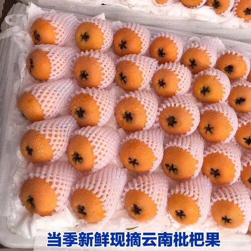 【高山老树枇杷】云南蒙自新鲜现摘枇杷果鲜果琵琶果 秋季有点小