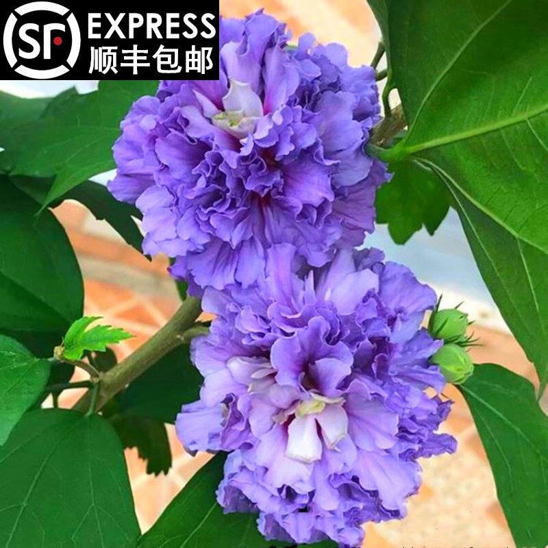 日本紫玉木槿花苗莓冰莎阳台盆栽重瓣观花花园植物耐寒