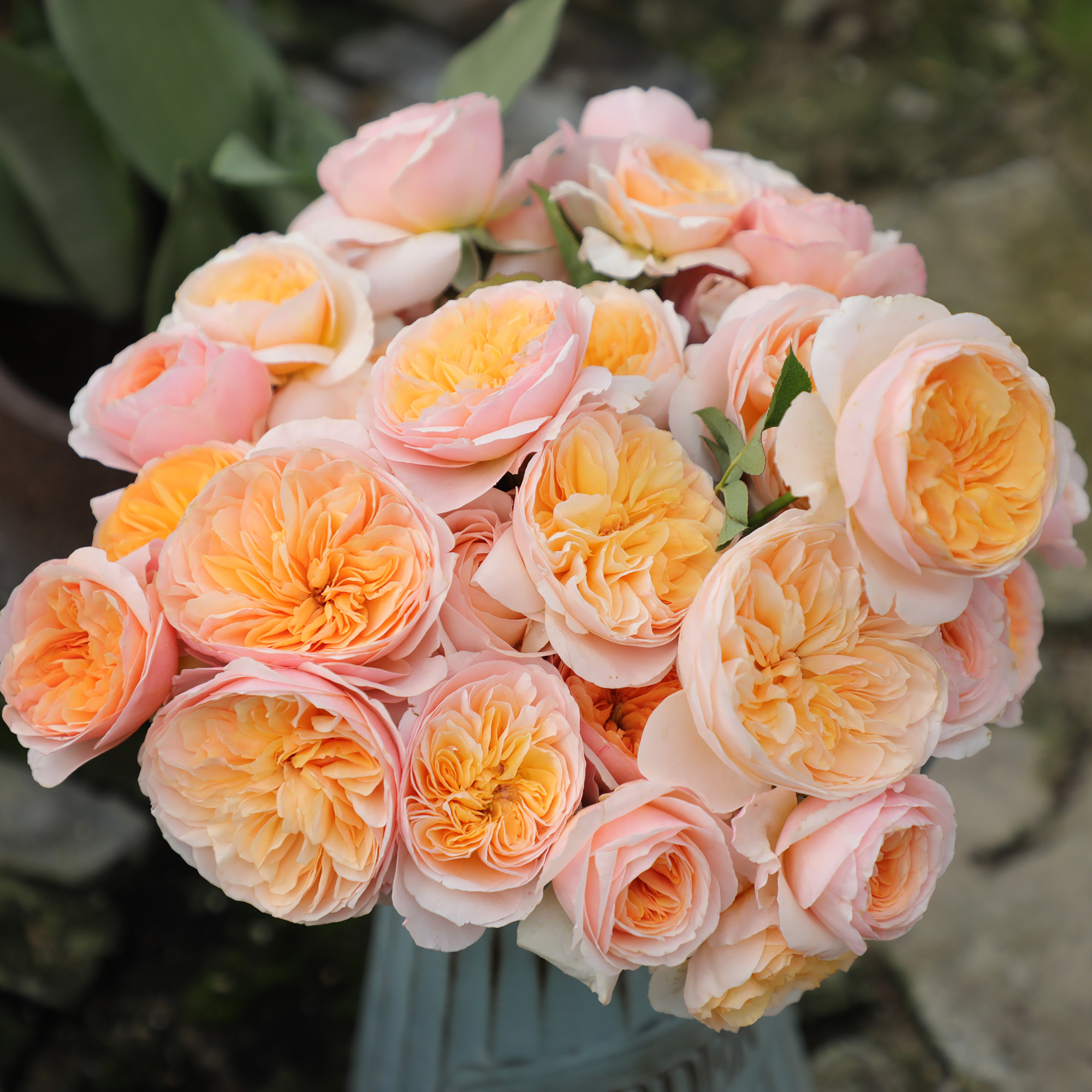 朱丽叶月季花苗阳台欧月大花切花玫瑰花多季开花莫奈月季盆栽