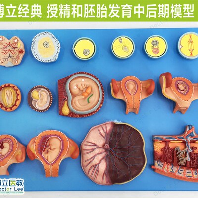 授精和胚胎发育中后期模型 妇科计生展示胎儿孕育过W程模型 卵细