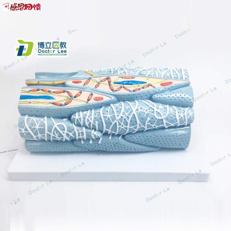 正品心肌组织U模型心肌细胞心肌工程微观模型心脏模