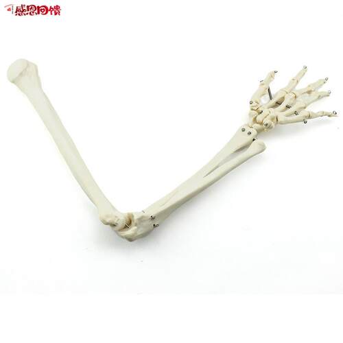 ENOVO颐诺人体上肢骨模型肘关节腕关节模型肱骨尺骨M桡骨掌骨指