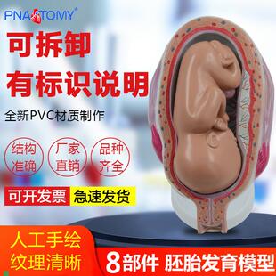 女性妊娠胚胎演变胎o儿发育过程演示怀孕妇产科医用教学模型标本