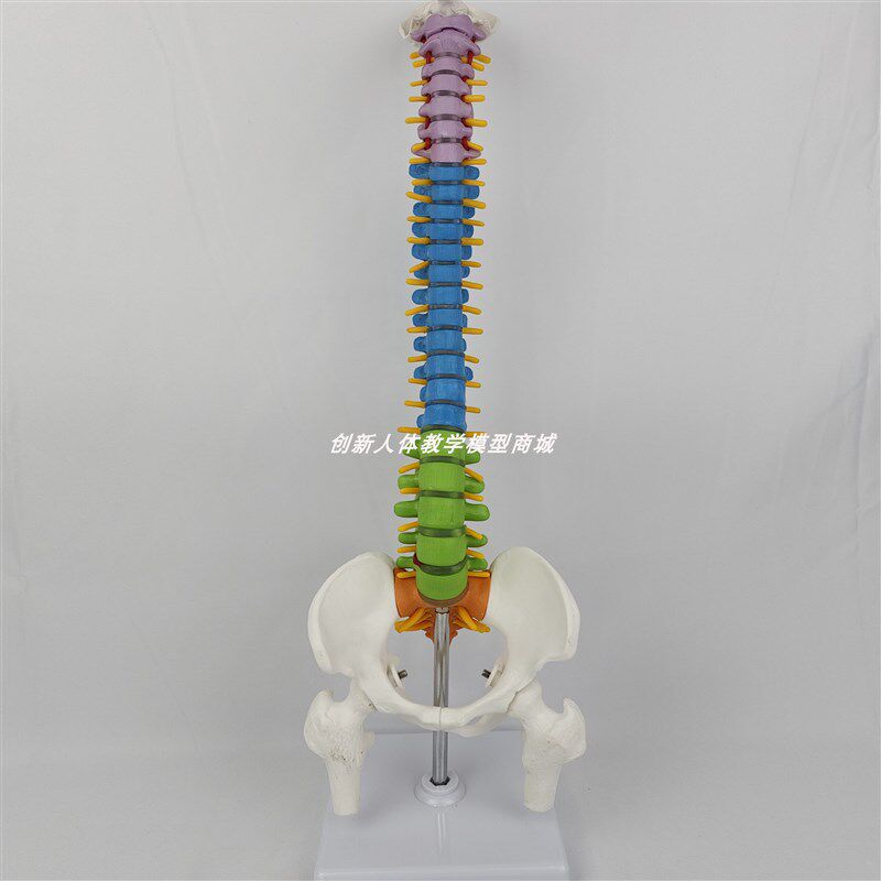 人体脊柱b模型颈椎脊椎腰椎盆骨神经骨骼骨架正骨医用教学玩具演